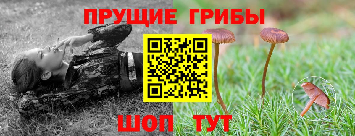 Куйбышев  Псилоцибиновые грибы Cubensis  Вход с VPN  Галлюциногенные грибы GOLDEN TEACHER 